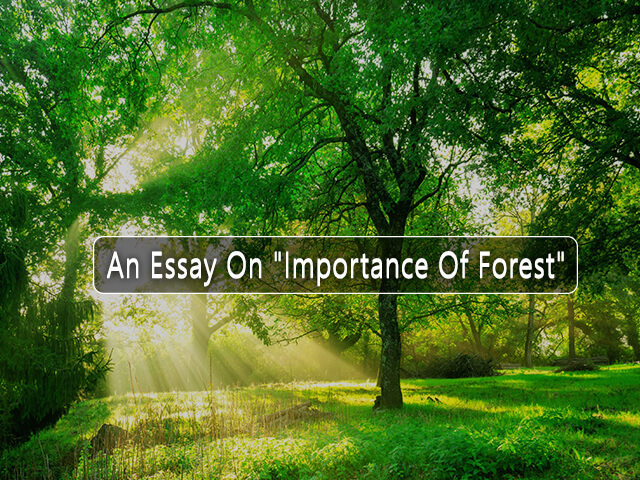 Essay on Importance of Forest