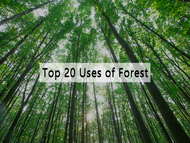 Top 20 Uses of Forest Essay