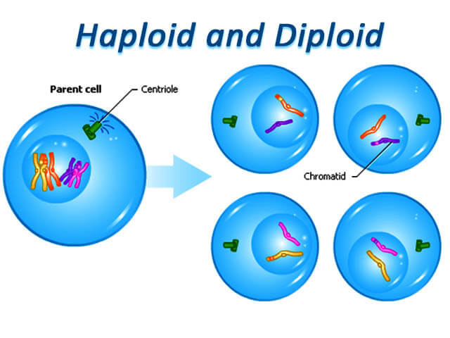 What Are Haploid And Diploid Cells 