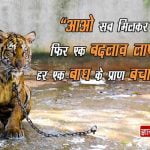 Posters on Save Tigers with Hindi Slogans