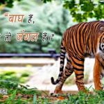 Small Slogans on Save Tigers