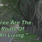 Shayari on Trees in Hindi